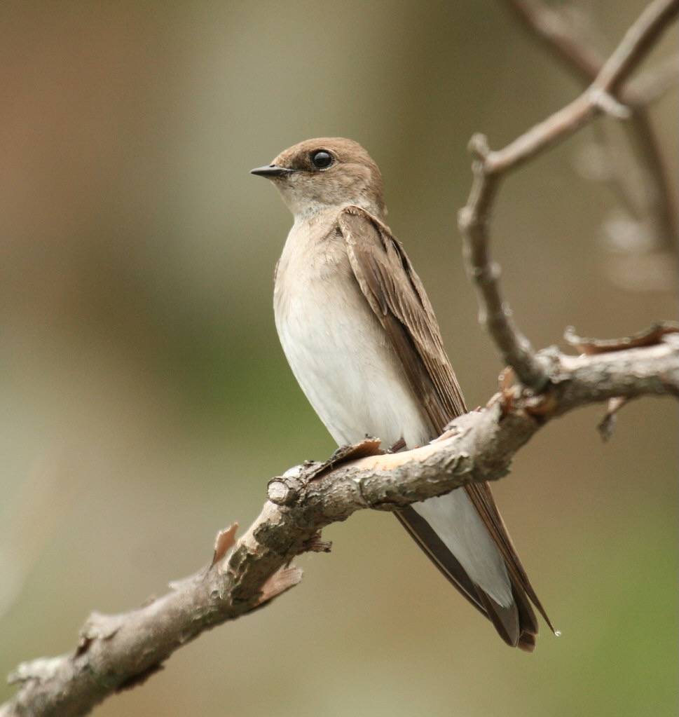 Northern Rough-winged Swallow by Matt Tillett is licensed under CC BY 2.0.